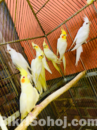 Cocatiel bird